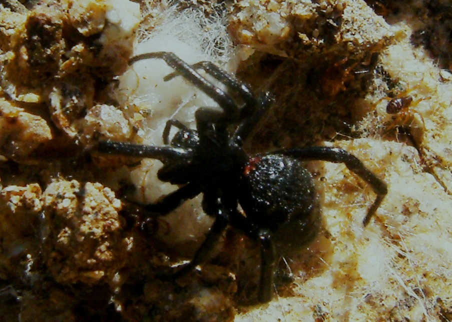 Ragni vari(Gnaphosidae, Lycosidae, Theridiidae, Thomisidae.)